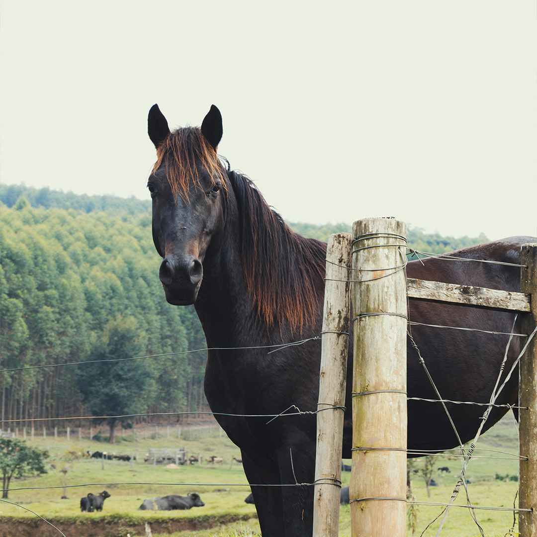 Cavalo Preto