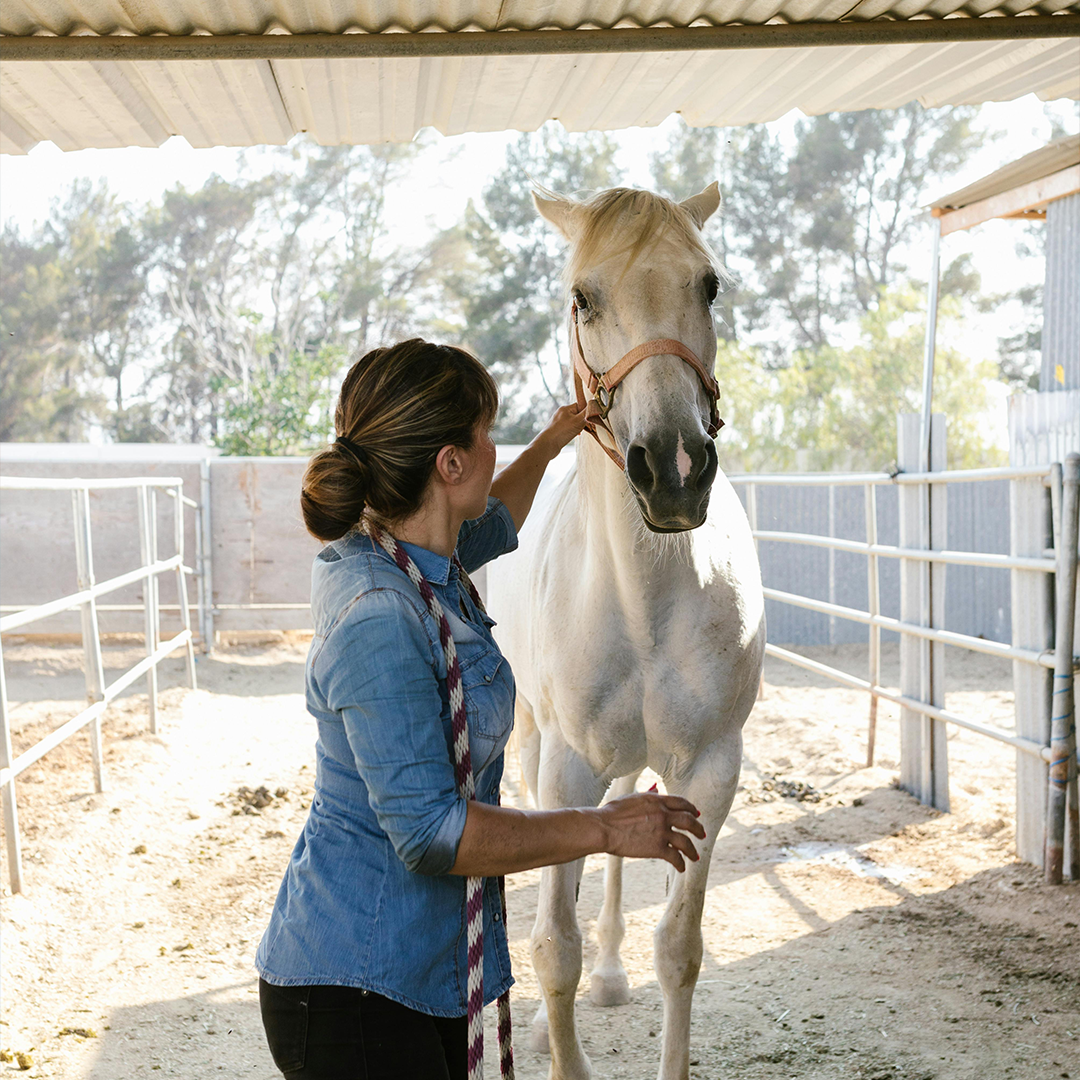 Teste cavalo v2